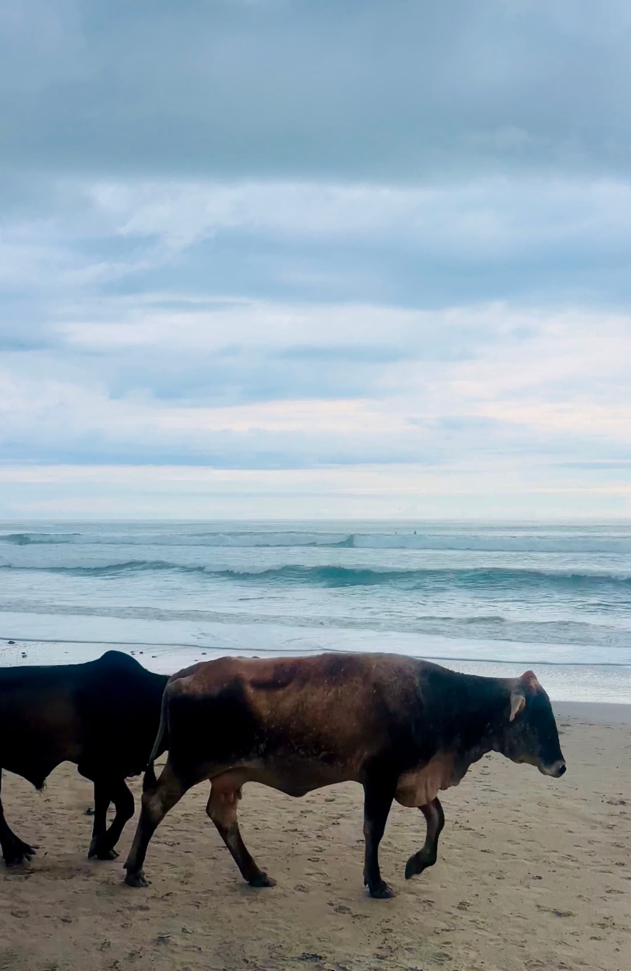 cows