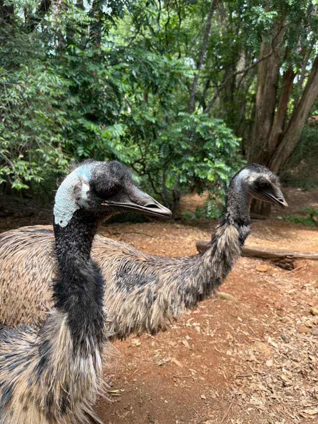 emus