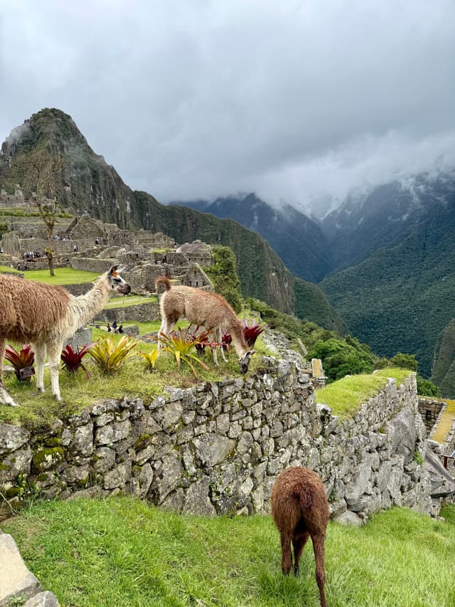 more llamas