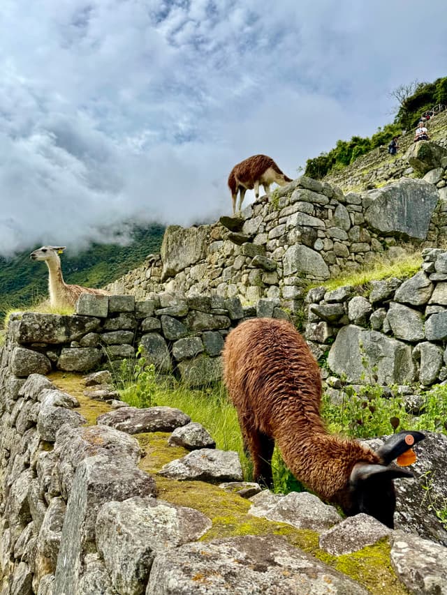 llamas