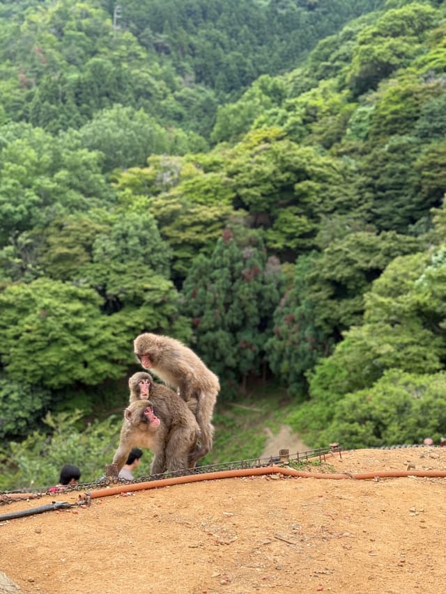 snow monkeys